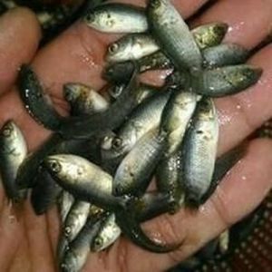 Grey Koi Fish Seeds