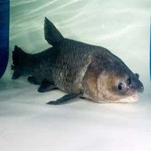 Live Black Carp Fish