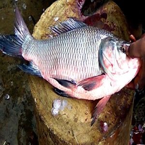 Live Catla Fish