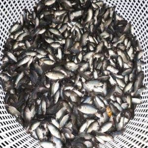 Live Koi Fish Seeds