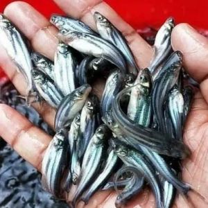 Live Pangasius Fish Seeds
