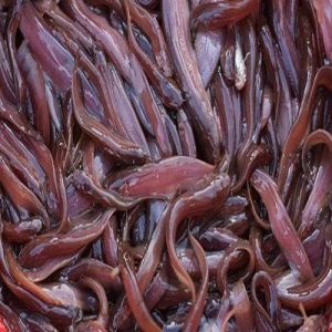 Live Singhi Fish Seeds