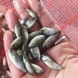 Live Tilapia Fish Seeds