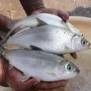 Milk Fish Seeds