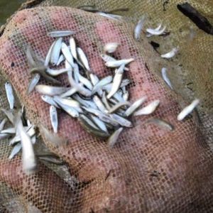 Mullet Fish Seeds