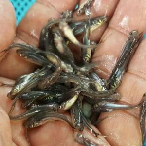 Nona Tangra Fish Seeds