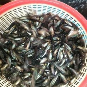 Grey Pangasius Fish Seeds