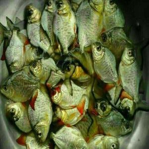 Green Roopchand Fish Seeds