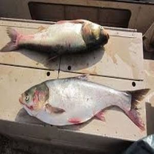 Silver Carp Fish Seeds