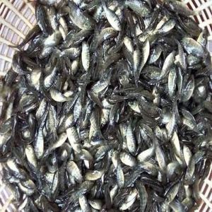 Grey Tilapia Fish Seeds