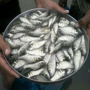 Vetki Fish Seeds