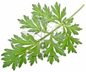 Armoise Essential Oil