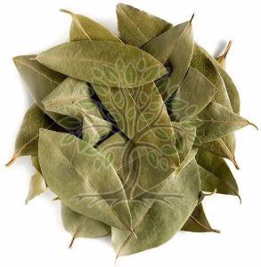 Bay Laurel Essential Oil