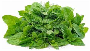 Bergamot Mint Citrata Essential Oil
