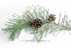 Black Spruce Essential Oil