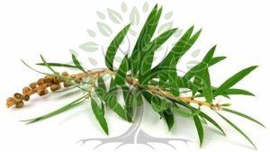 Cajeput Essential Oil