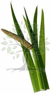 Calamus Essential Oil