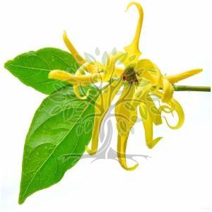 Cananga Essential Oil