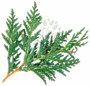 Cedar Leaf Thuja Essential Oil