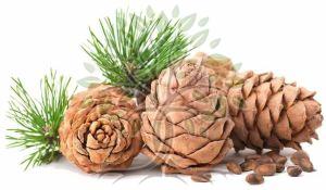 Cedarwood Essential Oil