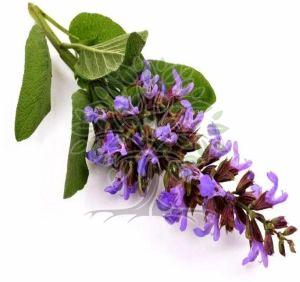 Clary Sage Essential Oil