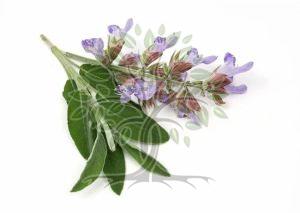Common Sage Essential Oil