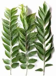 Curry Leaf Essential Oil