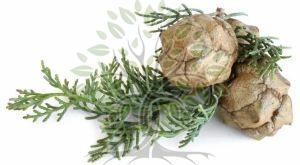 Cypress Essential Oil