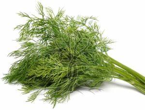 Dill Weed Essential Oil