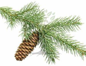Engelmann Spruce Essential Oil