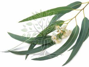 Eucalyptus Globulus Essential Oil