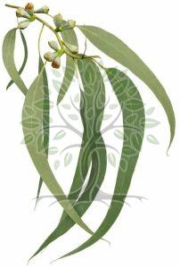 Eucalyptus Radiata Essential Oil