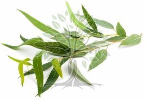 Eucalyptus Citriodora Essential Oil