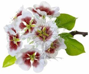 Fragonia Essential Oil