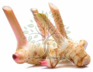 Galangal Essential Oil