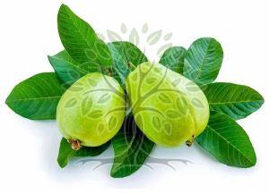 Guava Leaf Essential Oil