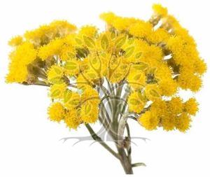 Helichrysum Essential Oil