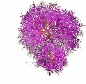 Honey Myrtle Essential Oil