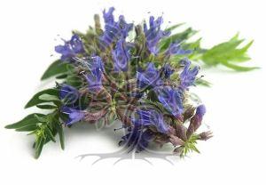 Hyssop Essential Oil