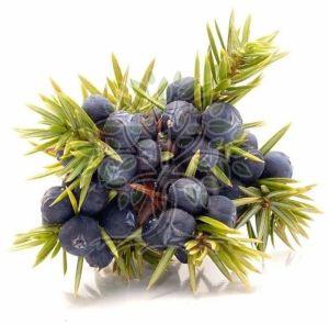 Juniper Berry Essential Oil