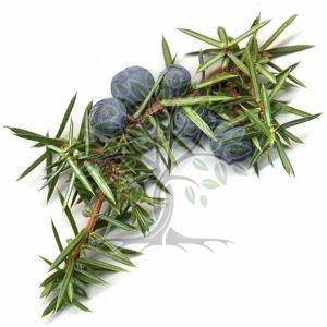 Juniper Leaves Essential Oil