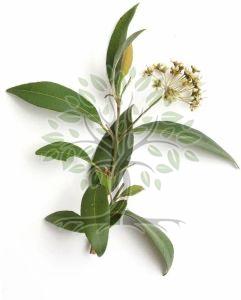 Lemon Myrtle Essential Oil