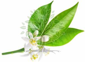 Neroli Essential Oil