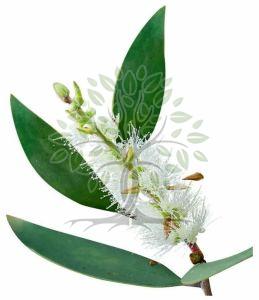Niaouli Essential Oil