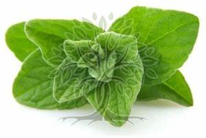 Oregano Essential Oil