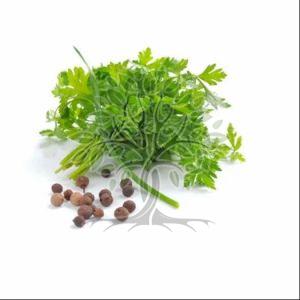 Parsley Seed Essential Oil