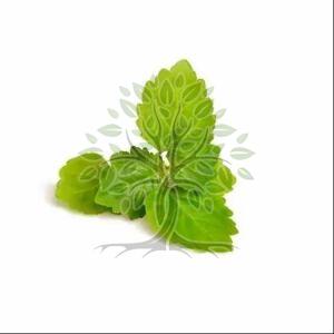 Patchouli Essential Oil