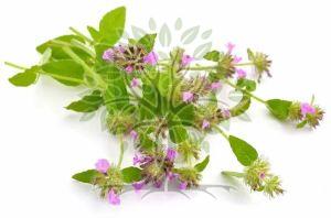 Pennyroyal Essential Oil