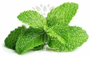 Peppermint 5% Essential Oil