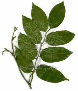 Peru Balsam Essential Oil